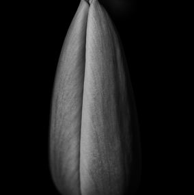 Slank_tulipan